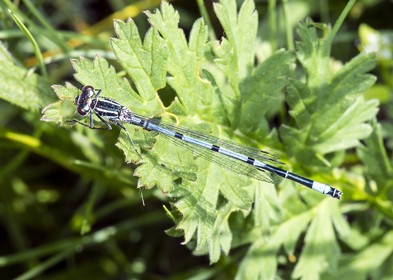 Coenagrion puella, maschio